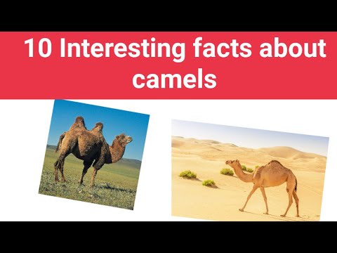 most fascinating facts about camels | camels fascinating facts - camels @ amazing facts