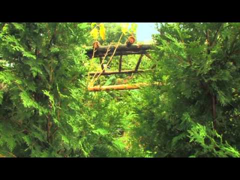 download lagu mp3 mp4 Tall Trees Landscaping, download lagu Tall Trees Landscaping gratis, unduh video klip Tall Trees Landscaping