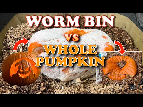 Worm Bin Swallows A Whole Pumpkin! | Vermicompost Worm Farm