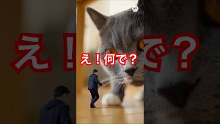 薬を飲み小さくなる#不思議 #cat