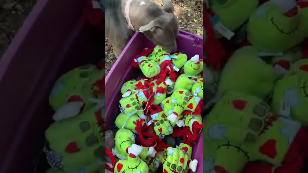 Cora (I Have a Secret Crush!), a Adoptable mixed breed in Decatur, GA video 6/6