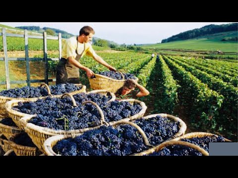 How Million Of Vines Is Produced-Grape seedlings Production, Grape Harvesting & Processing