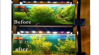 نمو النباتات من جديد بعد ما ماتت بسبب ارتفاع درجة الحرارة 🔥🌡️