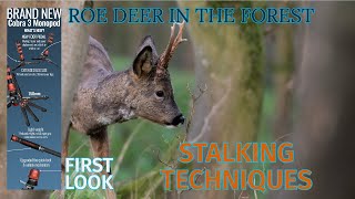 WILDLIFE PHOTOGRAPHY - Roe Deer in the forest - Ifootage Cobra 3 MONOPOD