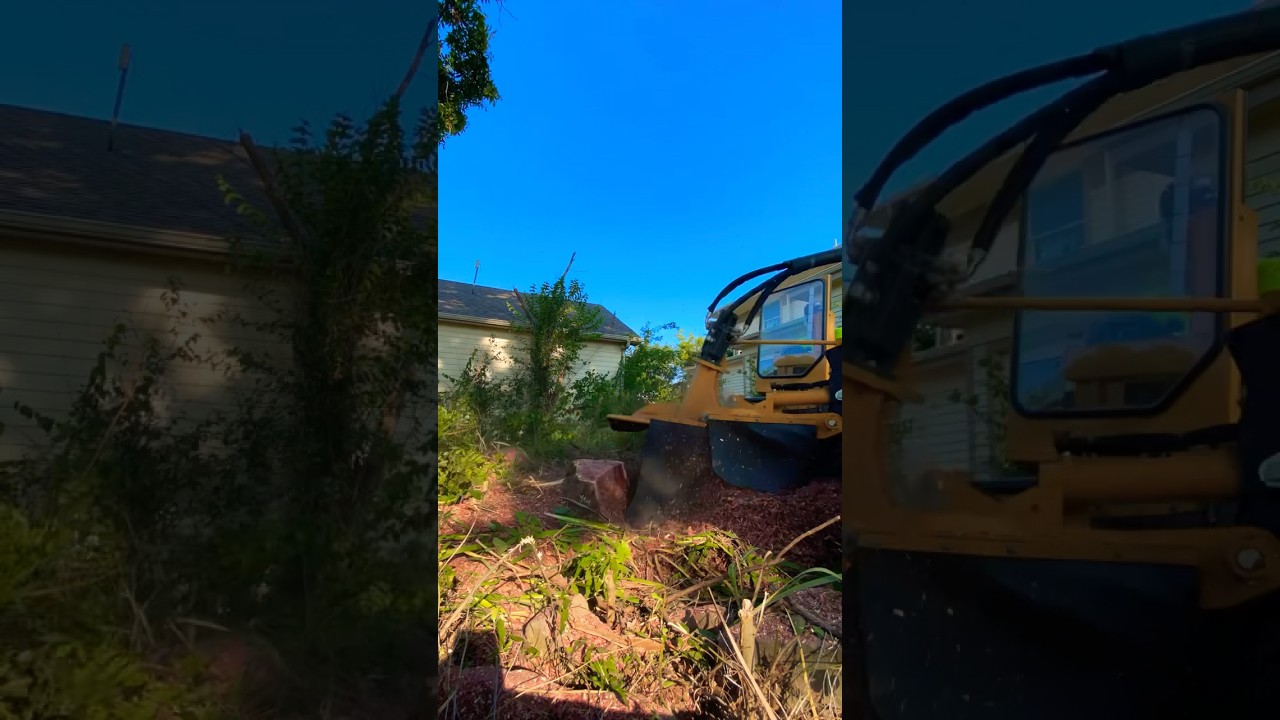 Stump Grinder In Action!!😳 #stumpgrinding #stump #tree #treeservice #treeremoval #vermeer #stump