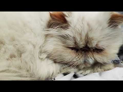 لوسی خوابالو 🥰