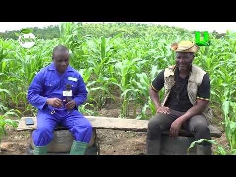 AYEKOO: MY SALARY AS AN ACCOUNTANT AT GRA WAS INSUFFICIENT, SO I DIVERTED TO FARMING 26/08/2026