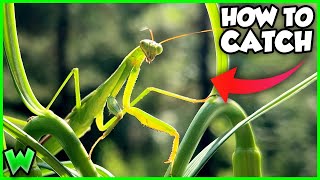 How to Catch a Praying Mantis (COMPLETE GUIDE!)