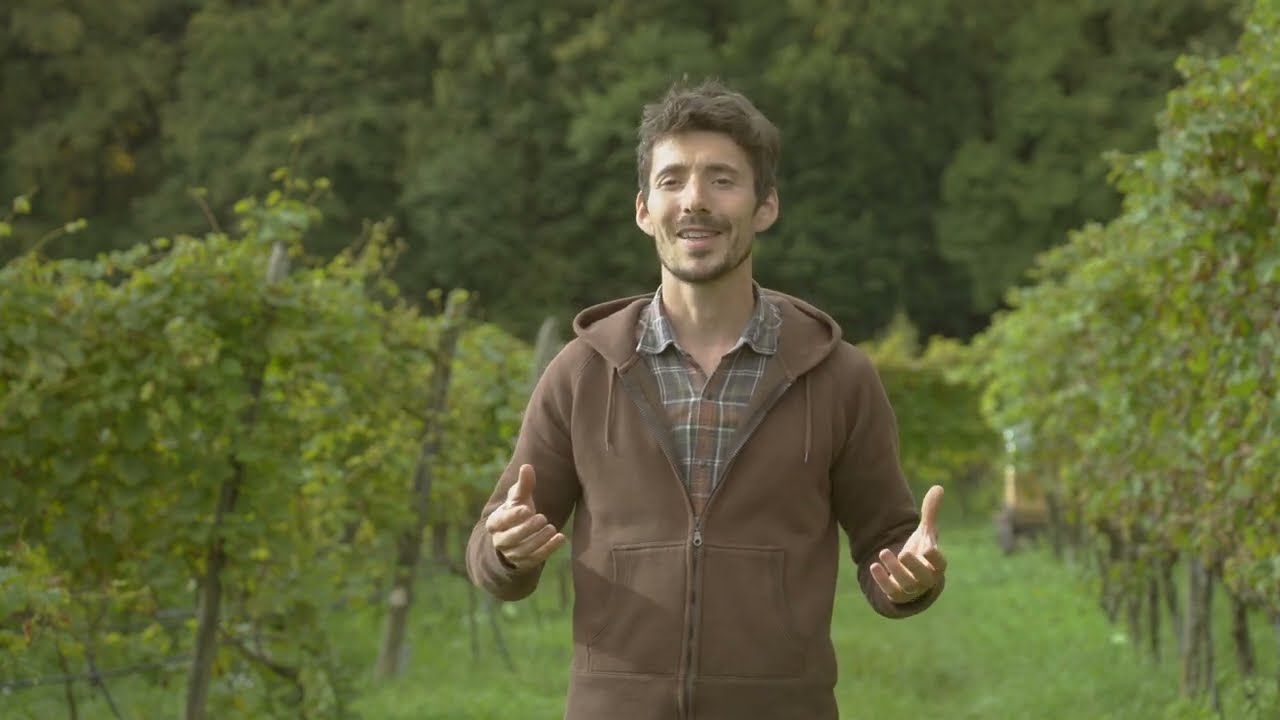 Introduction of disease-resistant/tolerant grape varieties for sustainable viticulture