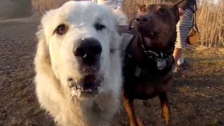 preview picture of video 'Zeus! & Angus at Cinema Dog Park, Ancaster, Ontario Spring 2015'