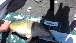 preview picture of video 'Lake Mulwala and Buckleys lures Outlaw Spinnerbaits'