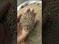 Bajra For Birds Millet Feed