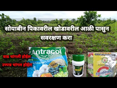 सोयाबीन पिकावरील खोड अळी वरील संरक्षण# Safari#chelmix#antracol# सोयाबीन