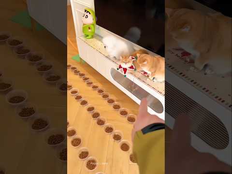 Dad Left Kitty and Doggy Alone… Doggy Ate Everything, and Pihu Got Left Behind