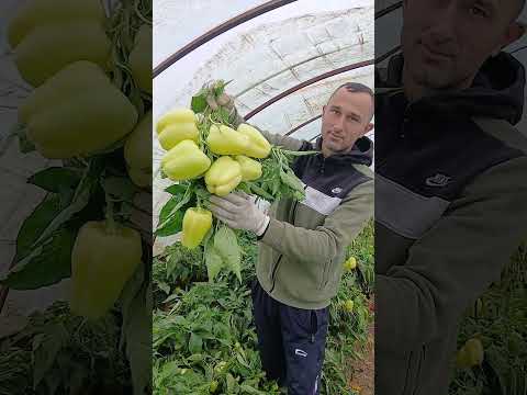 24. OKTOBAR — PAPRIKA KAO DA JE PRVA BERBA! 🫑