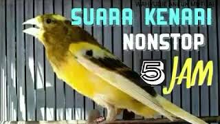 Download lagu Kenari gacor nonstop 5 jam mp3