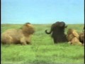 Africa Selvagem - Leoa atacando búfalo.avi 