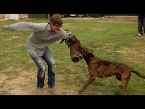 Louis Theroux Attacked by a Dog | Louis Theroux's LA Stories: City of Dogs | BBC Studios