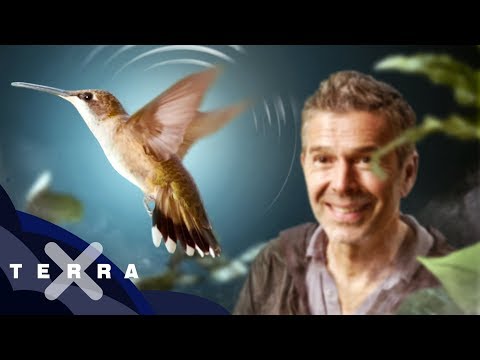 Kolibris im Krieg der Kontinente | Dirk Steffens