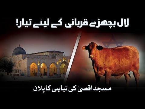 Red Heifers and Destruction of Al Aqsa