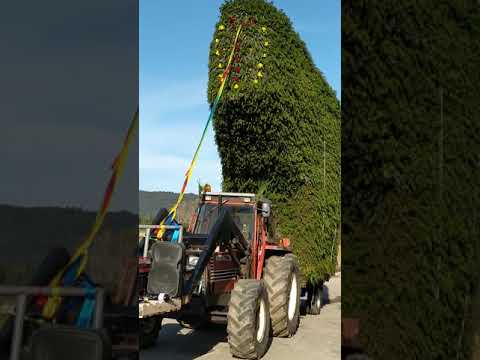 Sant.Antoni Torpe' 2020 cumpanzia cuddabanda 2020 primi in lizza🏆