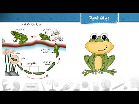 فيديو تعليمي