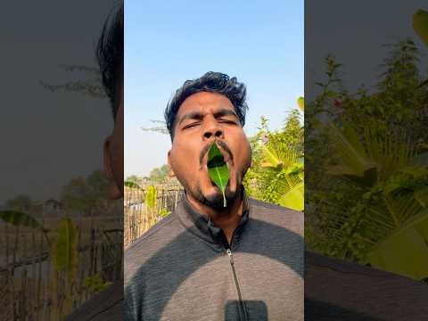 "Bird sounds" #entertainment #forestbirds #nature #birdsounds #shorts #birds #shorts