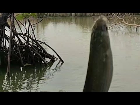 Mancing ikan belanak pake umpan latrak