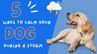 How to Calm Your Dog Down During a Thunderstorm