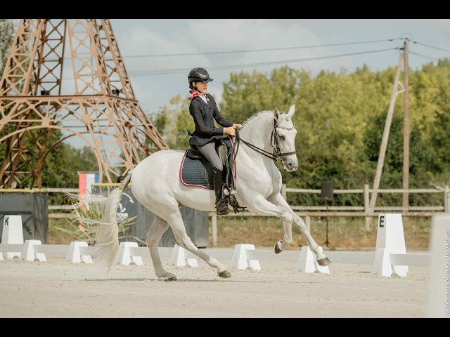 Castrone Lusitano In vendita 2012 Grigio