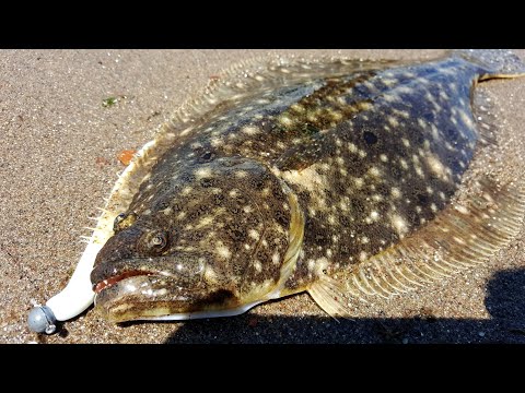 Easy Shore Limit + Catch and Cook Fluke - Flounder Fishing (鹹酥魚)
