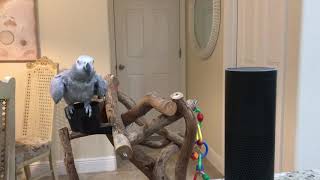 Parrot asks ALEXA, How are you doing today?