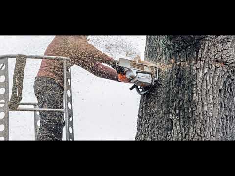 Tree Service Taunton MA | Tree Removal Taunton MA | 508-276-7154