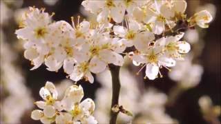 Mendelssohn - Op.62 no.6 - SPRING - Beautiful Hello Spring flowers + trees bloom  in time lapse
