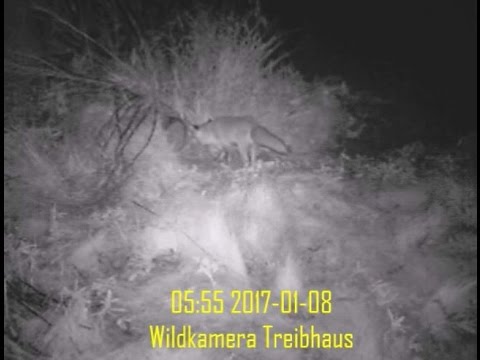 Krefelder Fuchsfalle - Präsentation