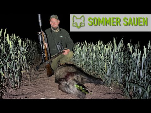 On summer sows in Mecklenburg and Lower Saxony