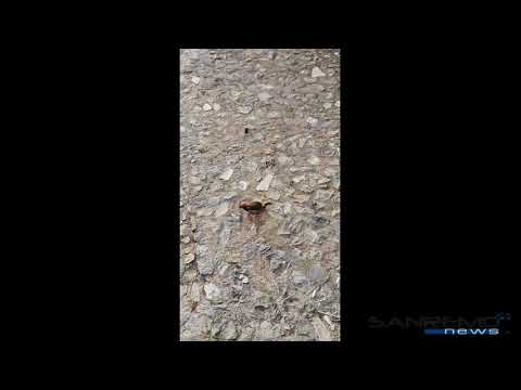 Papere egiziane   Sanremo, 19 maggio 2021