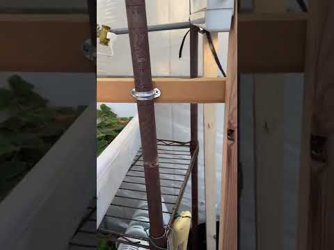  11月に温室に何を植えますか？冬に栽培を成功させるために温室を準備するにはどうすればよいですか？  庭園