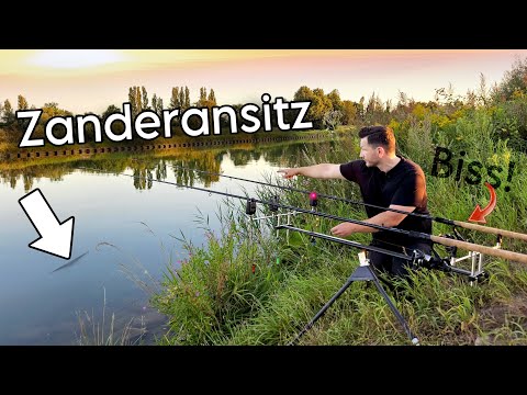 Angeln auf Zander mit Köderfisch. Zanderangeln am Kanal