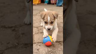 Download lagu Little puppy playing video #puppy #cute #pets #funny #dog #puppydog #shorts mp3