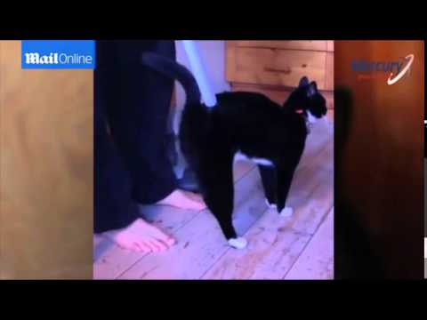 Meet the viral cat that looks a lot like dictator Joseph Stalin