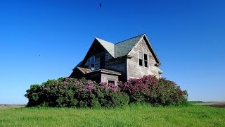 "The Lilac and The Apple Tree"- Kate Wolf
