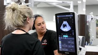 Lubbock Small Animal Emergency Clinic | Services Provided
