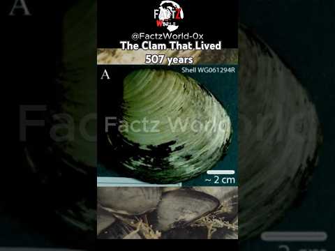 Ming The Clam That Lived 507 Years #history #mingtheclam #FactZorial
