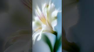 Download lagu Soft Bloom Aesthetic 🌸 | Dreamy White Flower in Gentle Light | Stock Footage 4K mp3 Download lagu Soft Bloom Aesthetic 🌸 | Dreamy White Flower in Gentle Light | Stock Footage 4K mp3