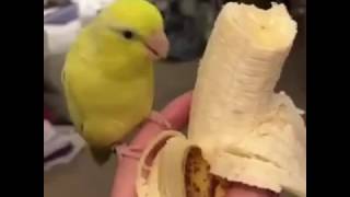 Bird dances for a banana
