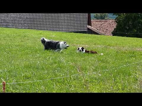 Angriff aus dem Hinterhalt