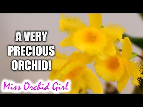 Orchids with fuzzy flowers #2 - My precious Dandelion Orchid!
