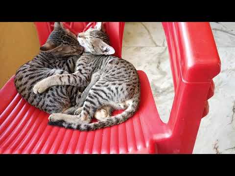 #cat #Lovetime #twobrothers  #catlovers #Animallovers #urmikokani #shorts