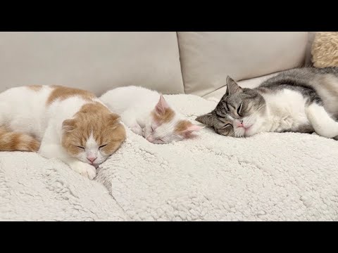 新入り子猫が可愛すぎて寝るときも側で守ってくれてる先輩猫たちが優しすぎました…
